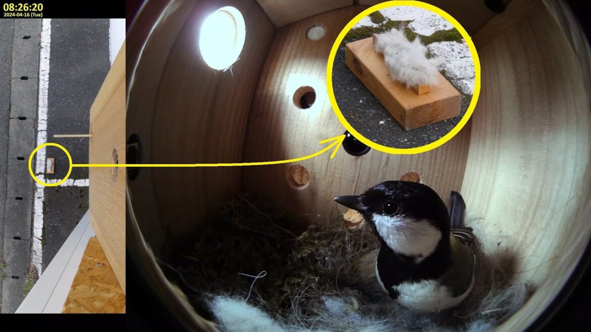 シジュウカラの巣箱の下に猫の毛を置いてみたら…