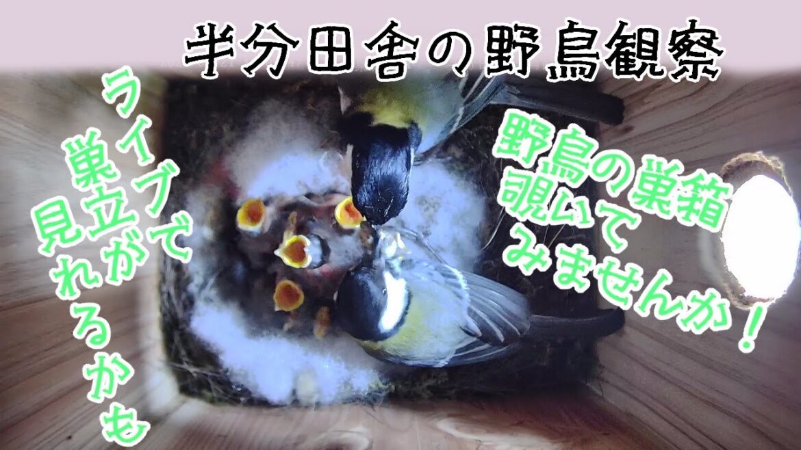 巣箱の中をカメラで覗こう？　半分田舎の野鳥観察　★裏の林の住人達★　カメラ　ライブ　nest box birdwatching