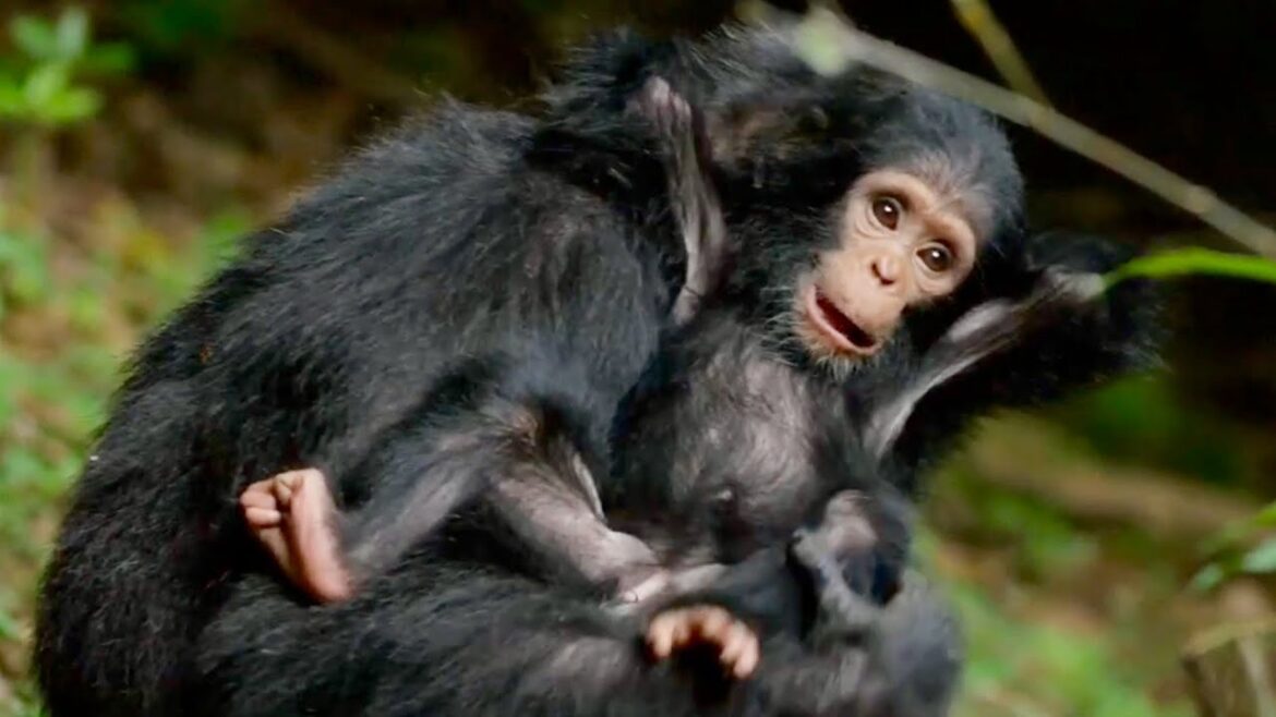 過去50年で野生動物の5割が絶滅！50年後 人類は生存していないかもしれない／映画『アニマル ぼくたちと動物のこと』予告編