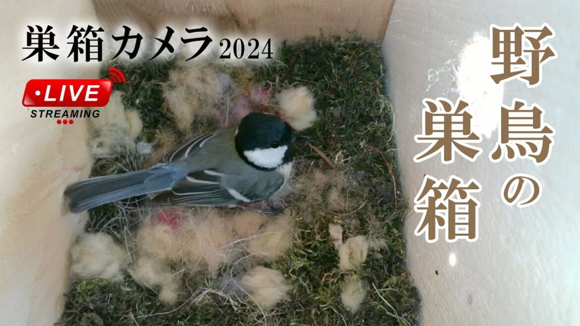 産卵1日目 🥚×1 (延長撮影) シジュウカラの巣箱 巣箱カメラ 野鳥 2024/05/02 Bird Nest Box Live Camera