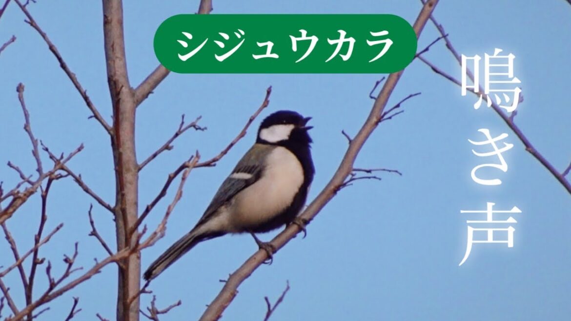 シジュウカラの鳴き声 2024 さえずり ツツピー ツピーツピー Japanese Tit singing. 野鳥観察 野鳥動画 四十雀 かわいい
