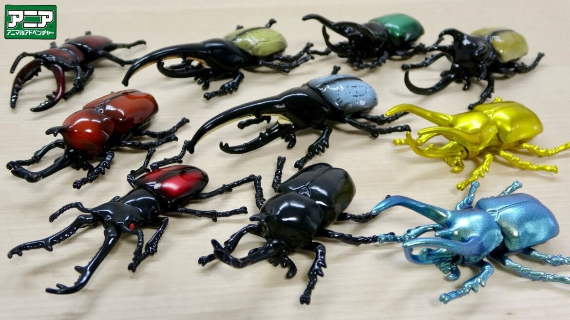 アニア 初の昆虫ギフトセット 【世界の昆虫王者セット】が登場!綺麗な色のヘラクレスオオカブトにコーカサスオオカブト