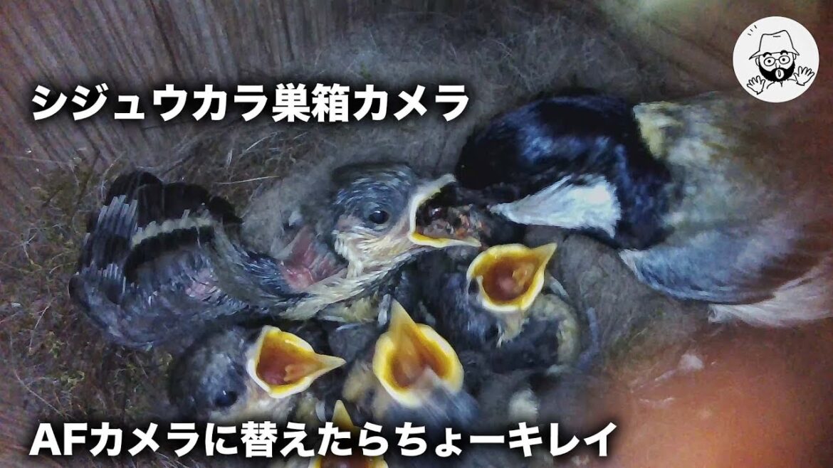 シジュウカラ巣箱カメラをAF化