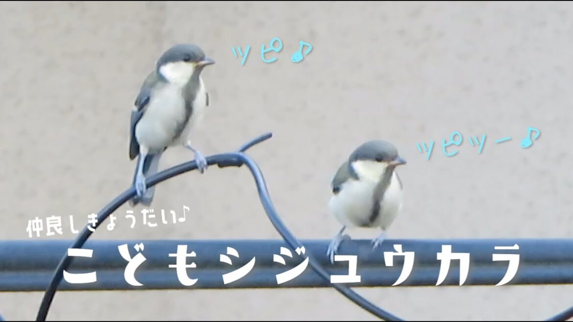 かわいいシジュウカラの幼鳥きょうだい｜Japanese Tit