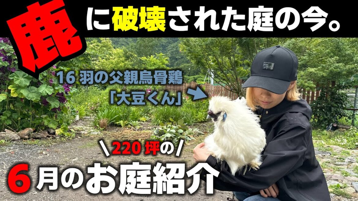 【壊滅的被害】鹿対策用のフェンスに着工したので、６月のお庭紹介をします。