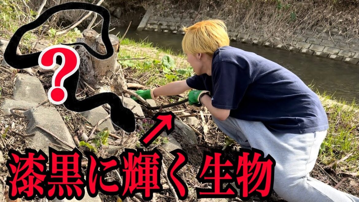 【大量捕獲】激レア？！森で漆黒に輝く生物が大量発生していた....