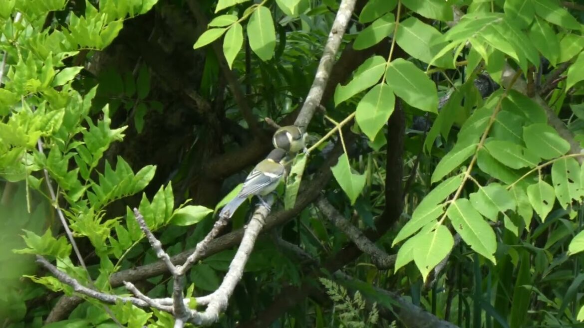 シジュウカラの幼鳥