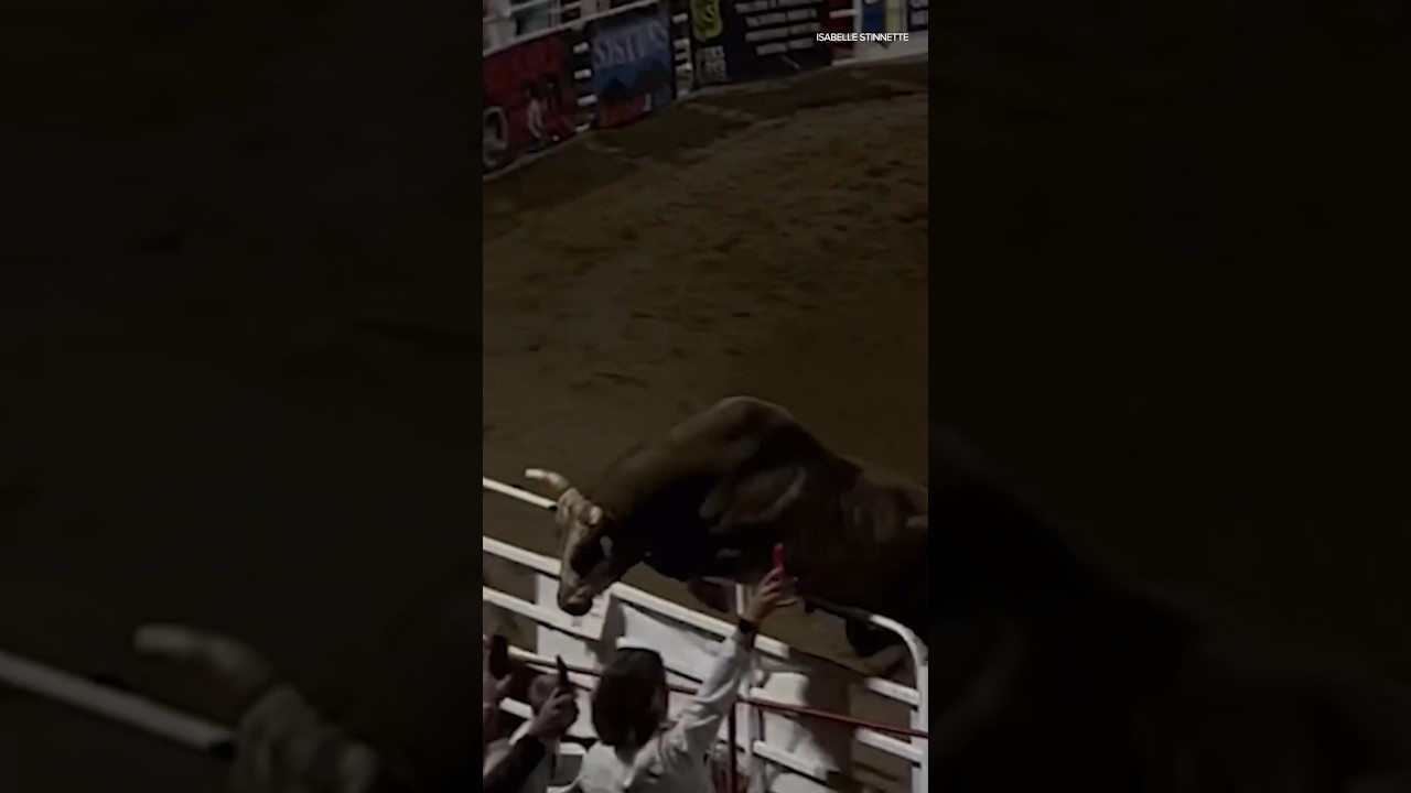 Rodeo bull jumps fence at Oregon rodeo, injuring 3 people Media