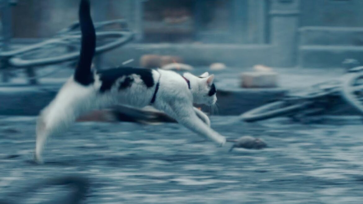 猫も音を立てたら“即”即死!?ネズミを追って…！映画『クワイエット・プレイス：DAY 1』猫のフロド特別映像