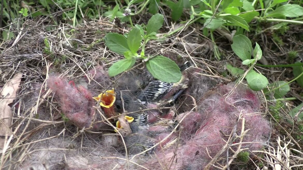 ｼｼﾞｭｳｶﾗ(鳥)がやって来た！