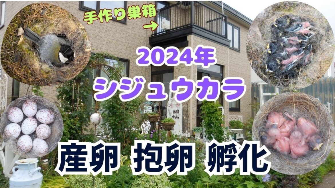 シジュウカラの産卵・抱卵・孵化