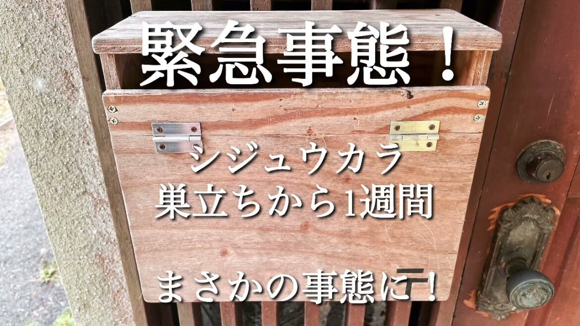【シジュウカラ】巣立ちから1週間　まさかの事態に