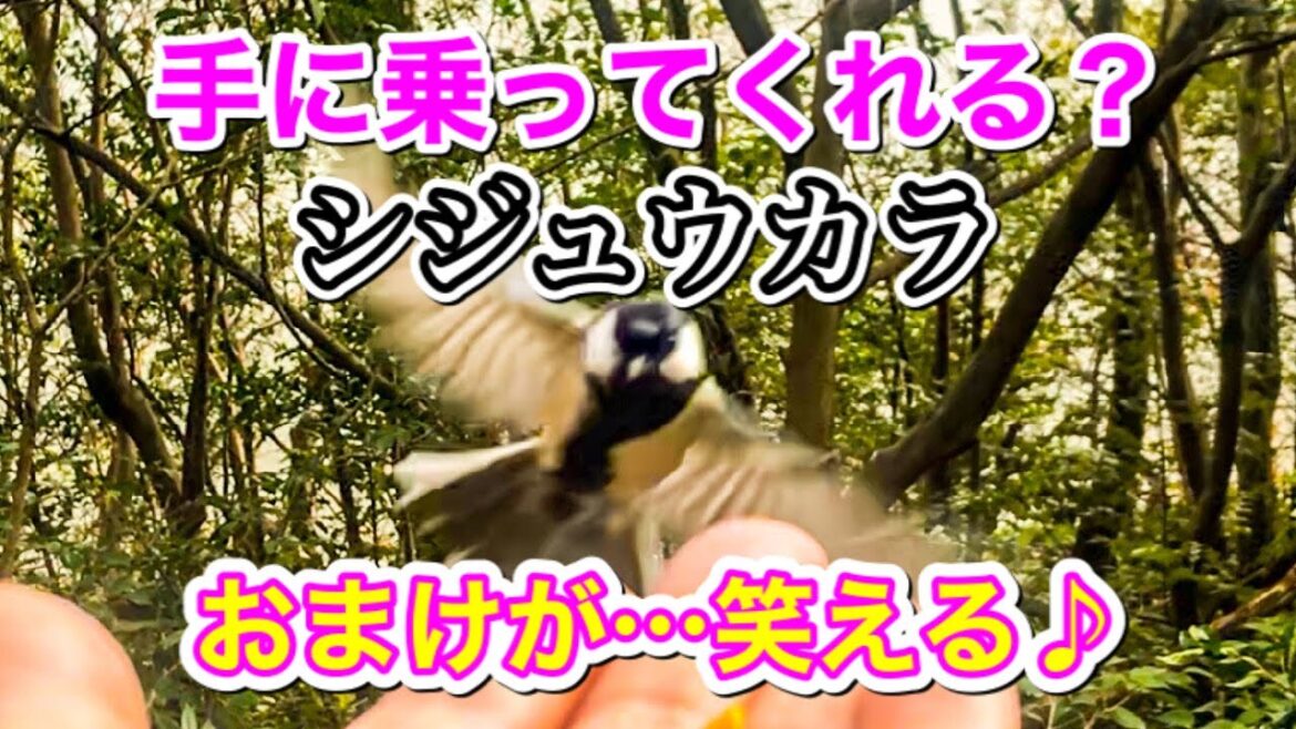 手に乗るか？シジュウカラ♪