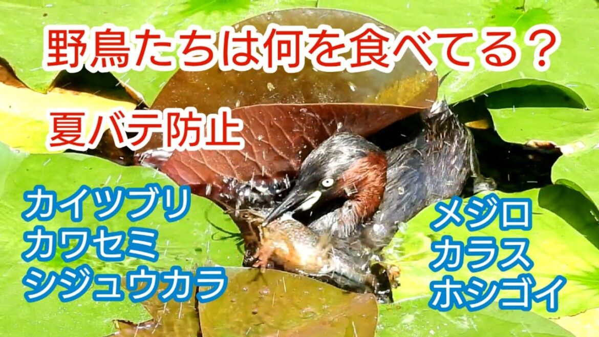 野鳥たちは何を食べてる？ 夏バテ防止　#カイツブリ #kingfisher #シジュウカラ #三宝寺池