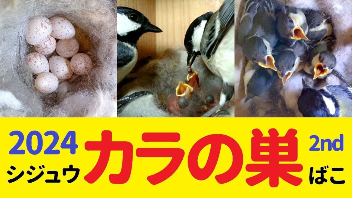 【4K】シジュウカラの巣箱【二期目】 四つの仔　🐣誕生17日目　巣立つかも