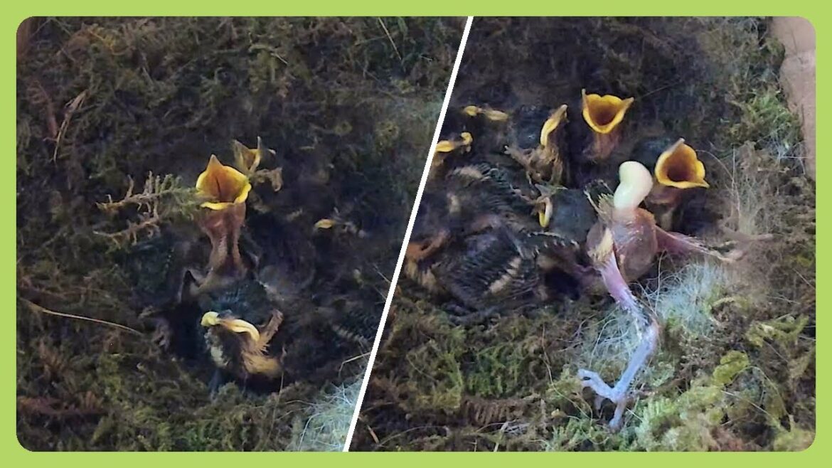 巣材の藻を食べてウンチするシジュウカラのヒナ