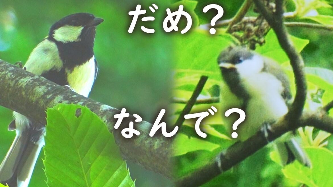 シジュウカラ幼鳥のおねだりを激しく無視する親🐤幼鳥見つける手順