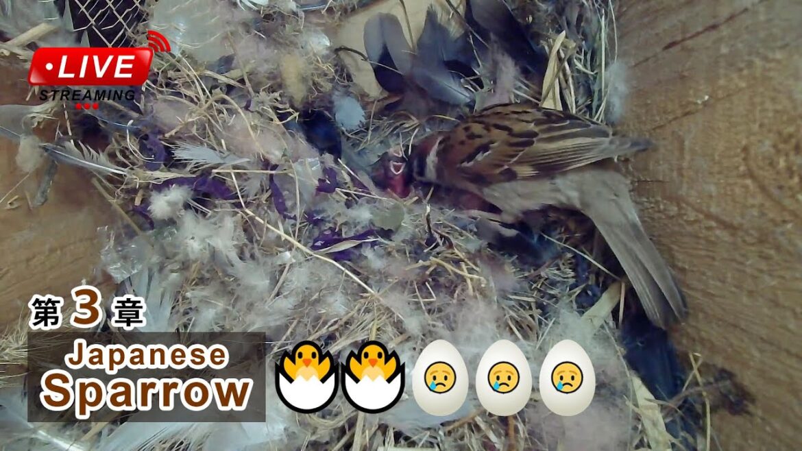 孵化8日目 🐣×2 スズメの巣箱 2024/08/09