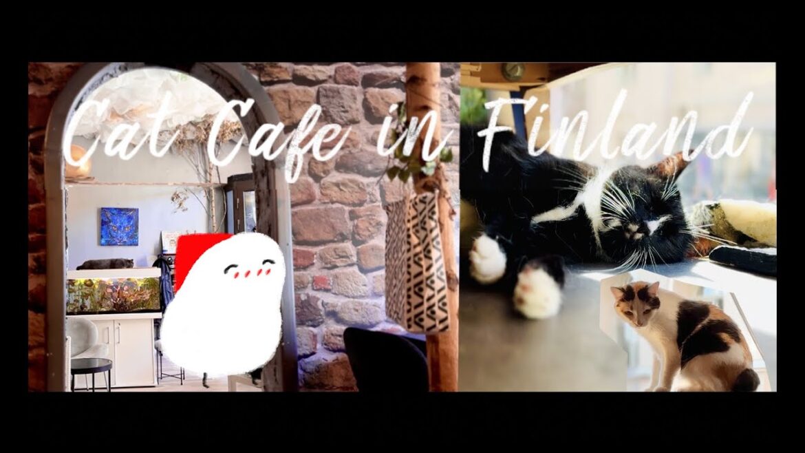 Cat Cafe in Finland