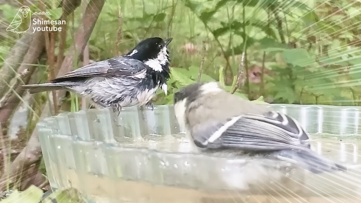 【オラオラ】シジュウカラの幼鳥、巣立ち後10日でヒガラを吹っ飛ばす！そして水浴び！！