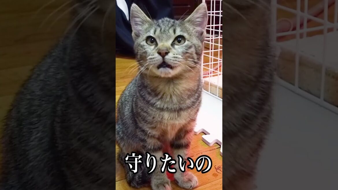 あなたが私の幸せです... #shorts #猫 #保護猫 #感動猫動画 #cat