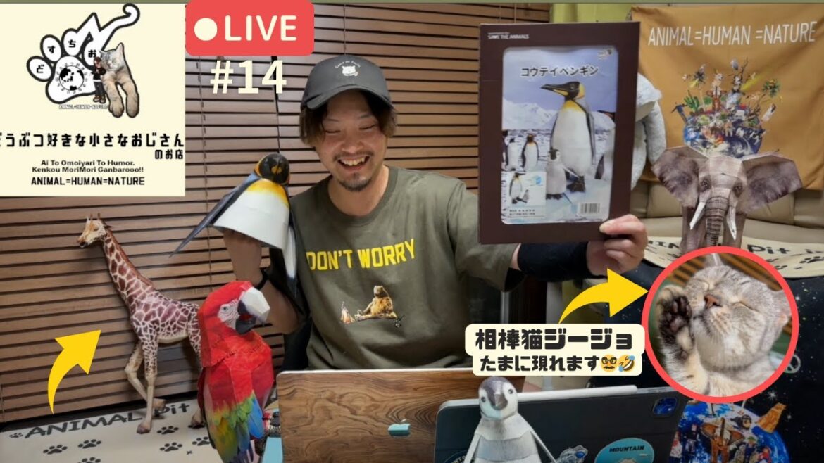 #14【流し見用】動物と人🕺🏽😽相棒猫は現れる！？✨ お酒を飲みながら ゆる〜く ペンギン🐧さんのペーパークラフトを創っていくライブ🍻②  man and cat live