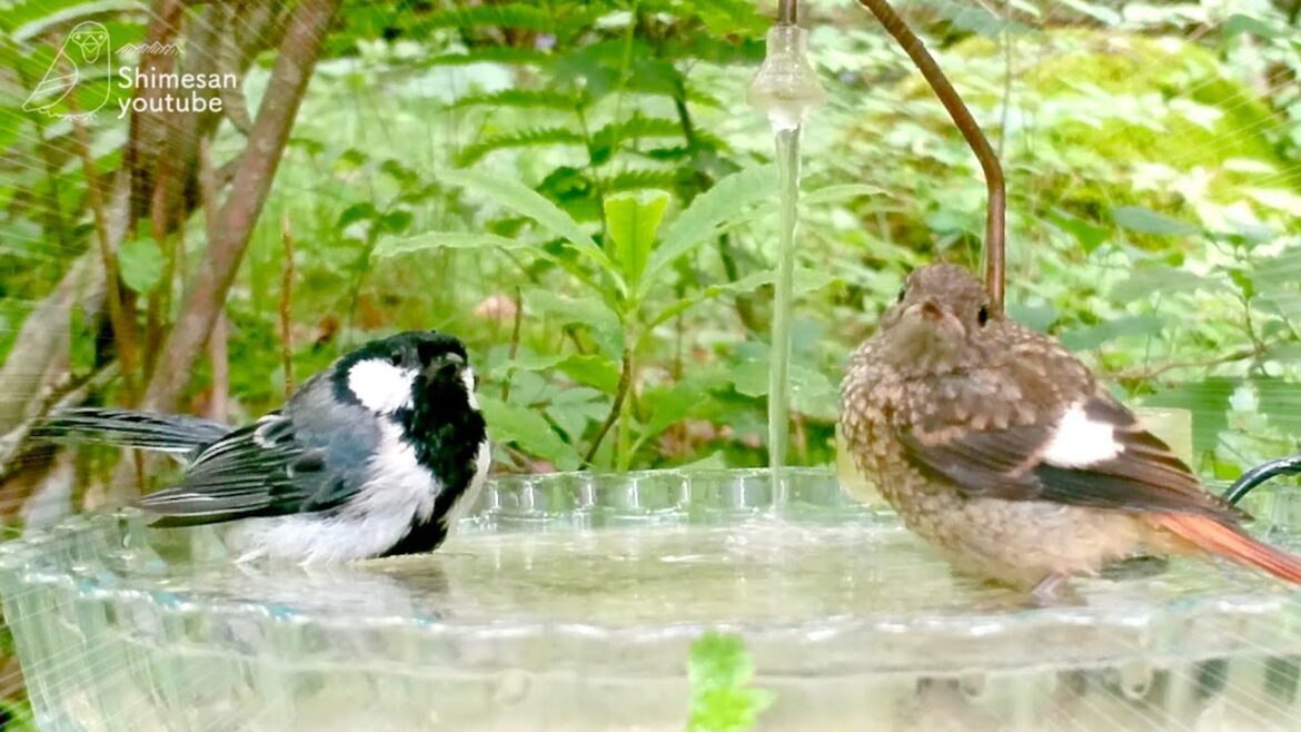 【容赦なし】シジュウカラお父さん、ジョウビタキ幼鳥を飛び蹴りで追い出す！！