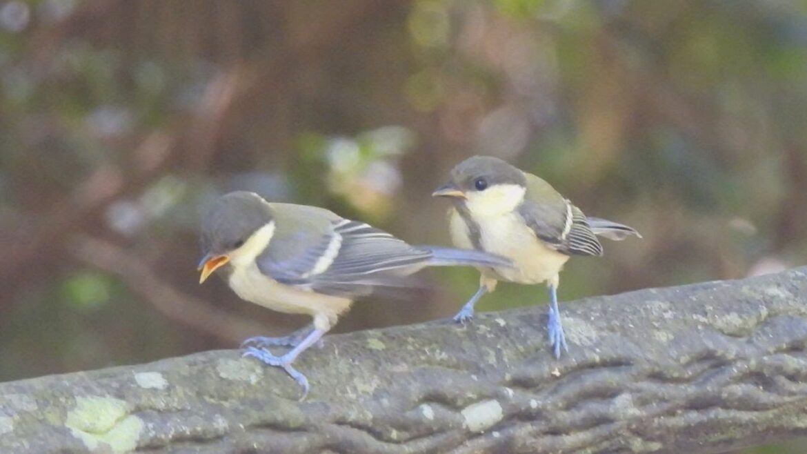 シジュウカラの幼鳥