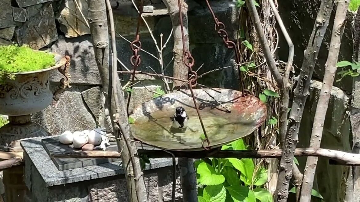 ある日の様子２　心ほっこり　#野鳥と暮らすvlog