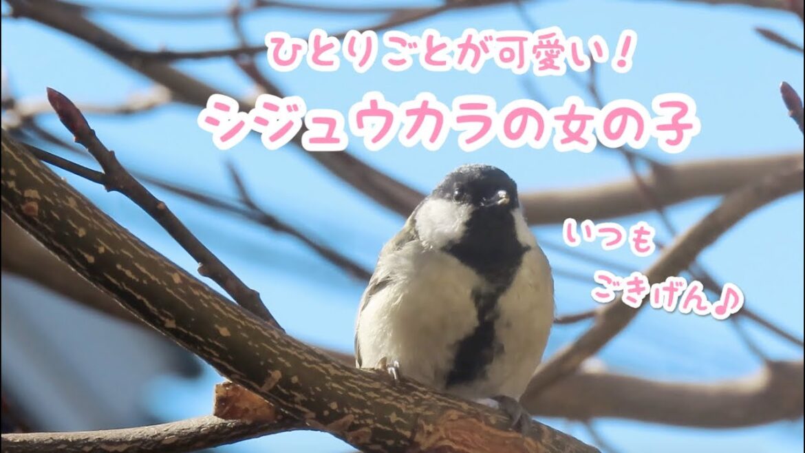 かわいいシジュウカラ♀｜ひとりごと言ってる？？