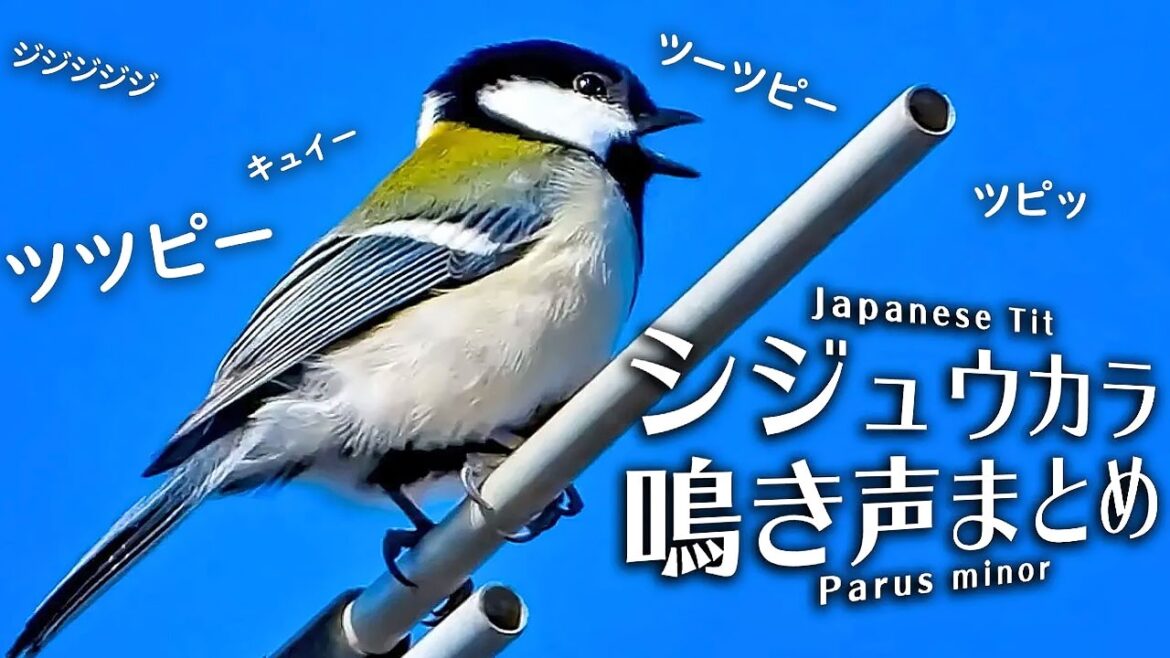 シジュウカラの鳴き声20種以上（さえずり、地鳴き等）野鳥の鳴き声♪