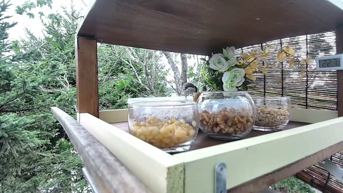 北海道野鳥ライブ　ダイジェスト　2024年08月23日　～🥀シジュウカラ幼鳥ちゃん大暴れ。元気で可愛い🥀～
