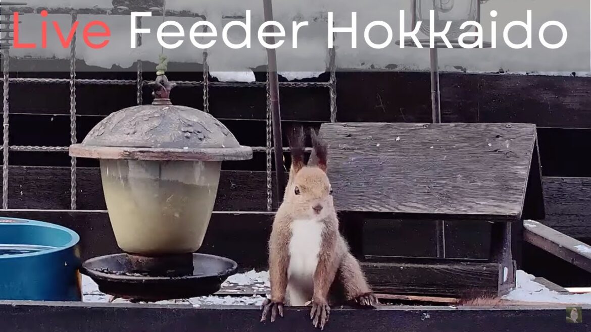 北海道の野鳥ライブカメラ/Bird Feeder webcam in Hokkaido Japan