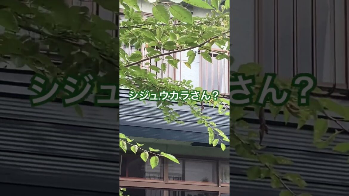 シジュウカラさんの鳴き声が聞こえる！去年よりも３日早い #バードウオッチング #野鳥観察 #シジュウカラ