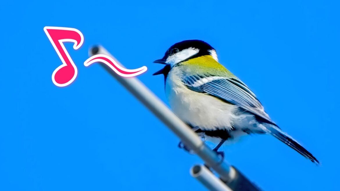 よく聞く野鳥の鳴き声３選（メジロ、シジュウカラ、スズメ）