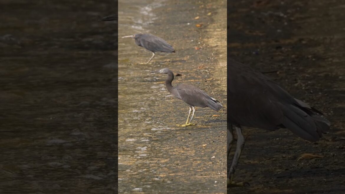 クロサギ ダブル Eastern reef heron #クロサギ #奄美大島 #ダブル #PacificReef-Heron #奄美の野鳥 #wildlife  #バードウォッチング #birder