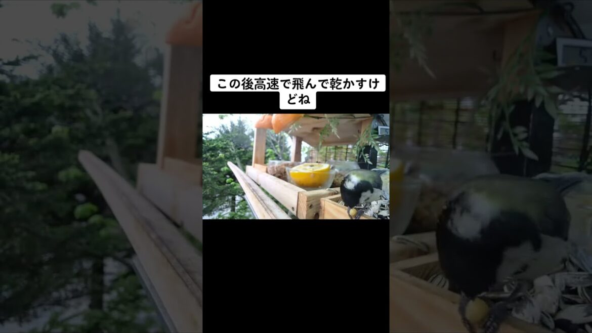 夕立に当たったシジュウカラちゃん#シジュウカラ#夕立#北海道野鳥LIVE#birdwatching#birdfeeder#野鳥観察#定点観測#北海道#hokkaido