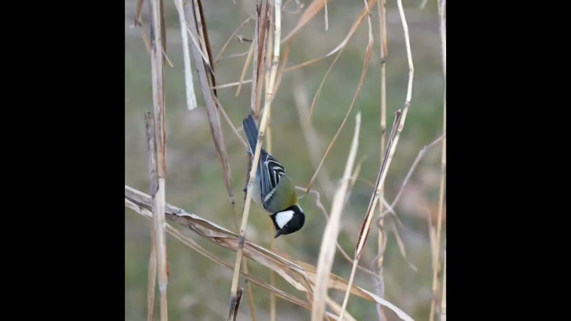 【野鳥図鑑】シジュウカラ #shorts #シジュウカラ #titmouse #野鳥図鑑