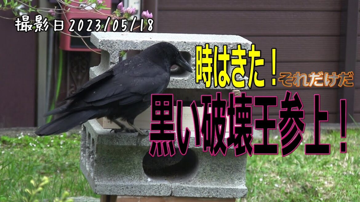 時は来た！黒い破壊王参上！シジュウカラ・スズメ・カワラヒワ・ハシボソガラス【Japanese wild bird】