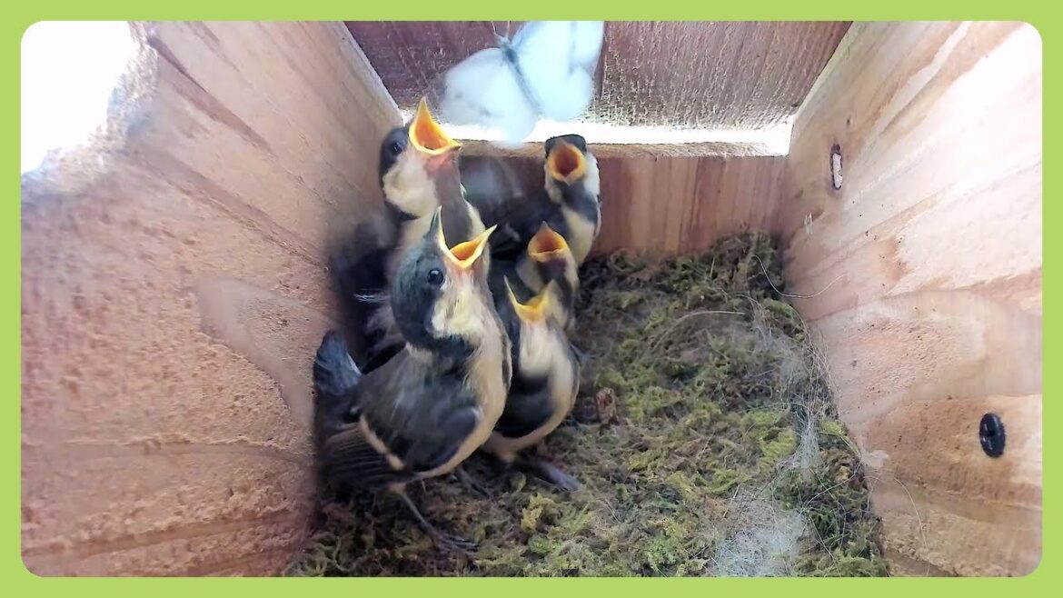 モンシロチョウ in シジュウカラの巣箱