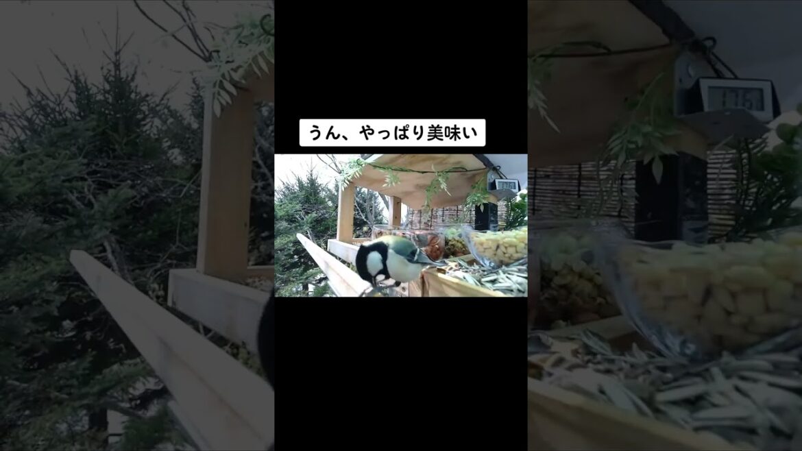 松の実をなくしたシジュウカラちゃん#シジュウカラ#松の実#失くした#北海道野鳥LIVE#birdwatching#birdfeeder#野鳥観察#定点観測#北海道#hokkaido