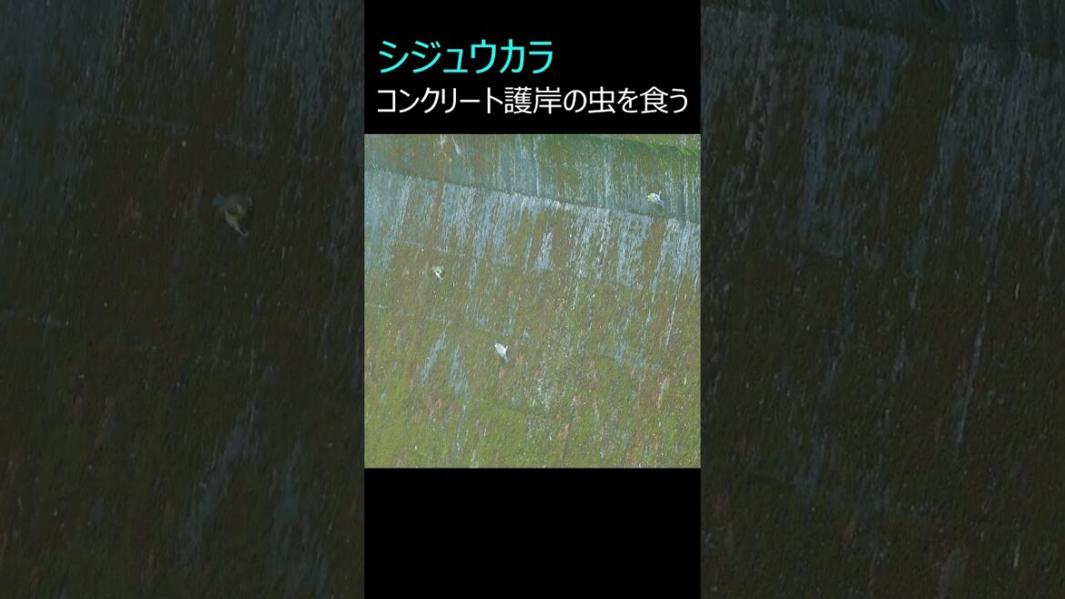 シジュウカラ：コンクリート護岸の虫を食う #shorts #シジュウカラ #titmouse