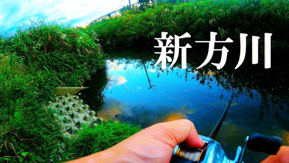 【新方川バス釣り、餌釣り】【利根川＆荒川水系、バス、コイ、雷魚、ナマズ、フナ、クチボソ、餌釣り、フィシング、魚、埼玉、越谷エリア】