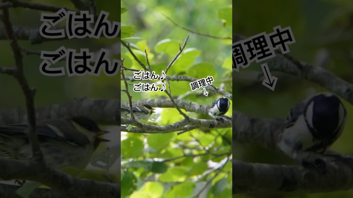 シジュウカラファミリーのお食事【北海道野鳥観察】#野鳥 #鳥 #野鳥観察 #birds #shorts