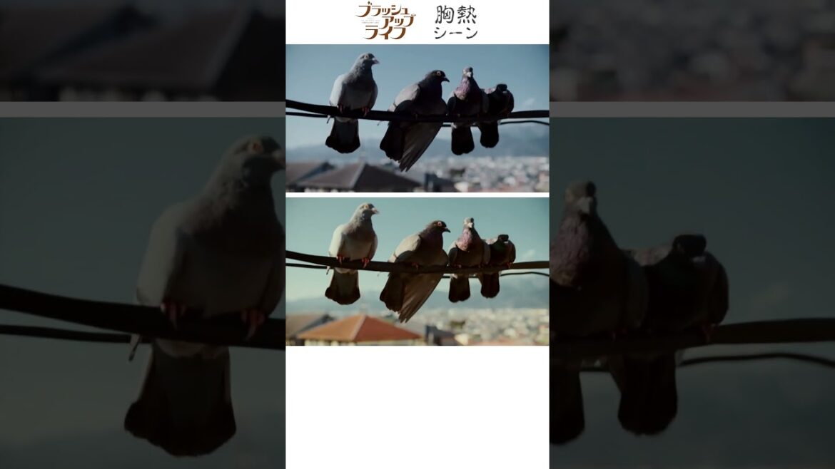 『 初回と最終回の鳩シーン 比べてみた 』ブラッシュアップライフ 胸熱シーン