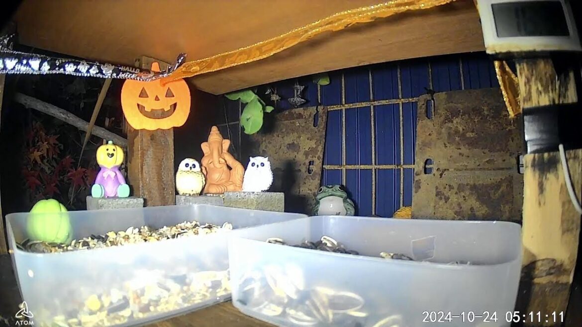 北海道野鳥LIVE　～‘Hokkaido bird watching LIVE Cam4～　ビオトープ配信 biotop live 2024.10.23