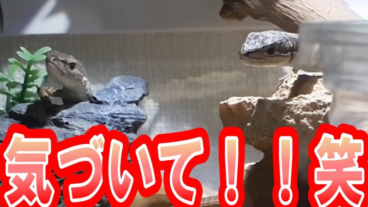 【生き餌】たまたま家にいた生き餌を与えたのだが...