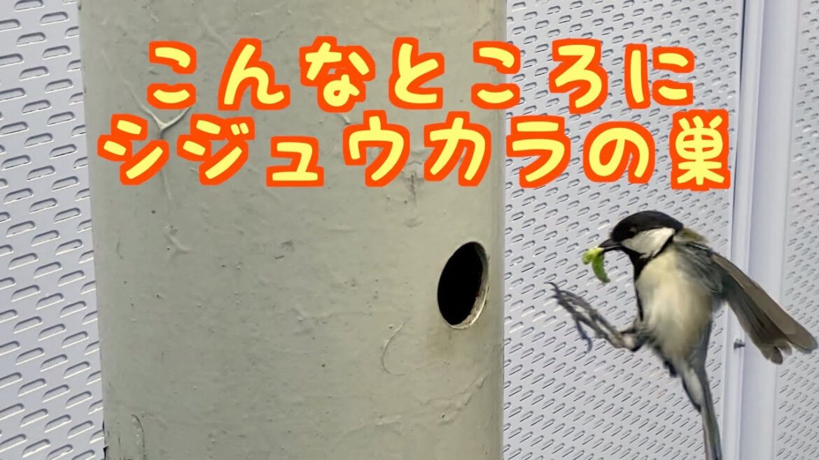 こんなところにシジュウカラの巣 こんなところにシジュウカラの巣