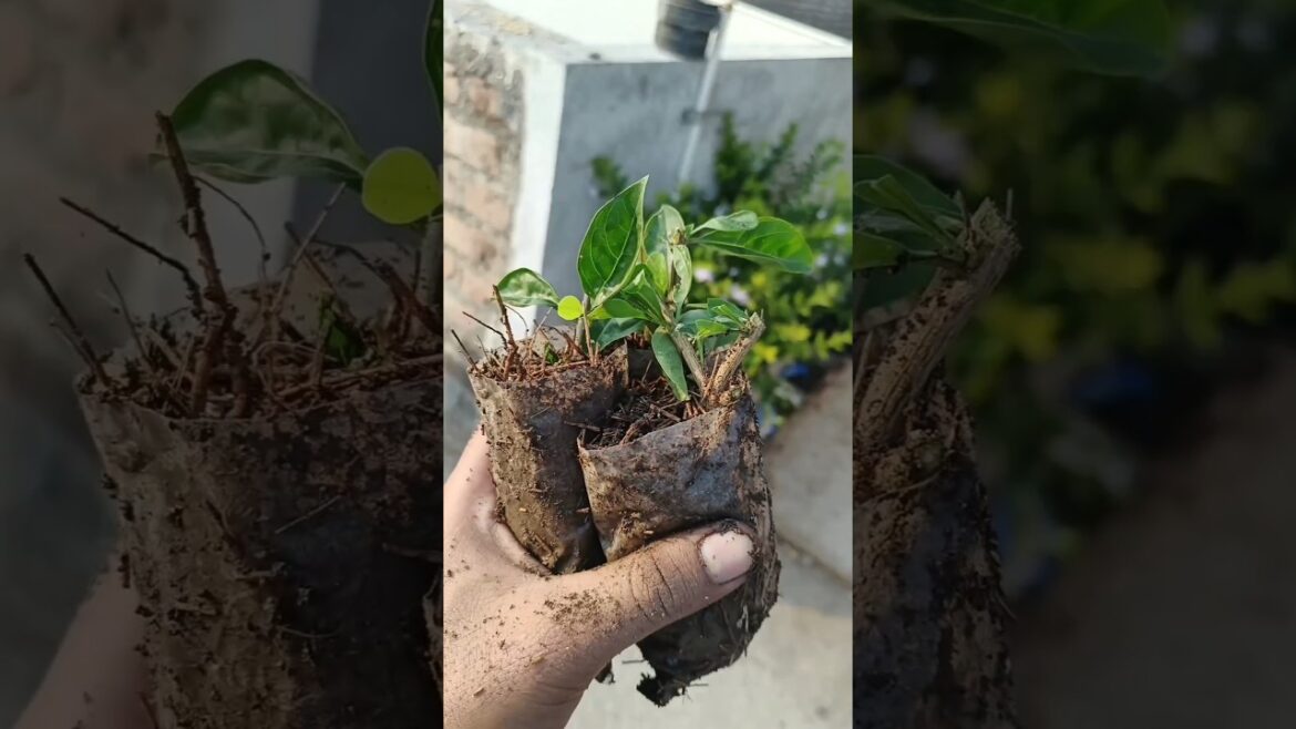 Fencing cutting 😍 #indianfarmer #gardeningtips #terrecegarden #phoolpatte #gardening #viralshorts
