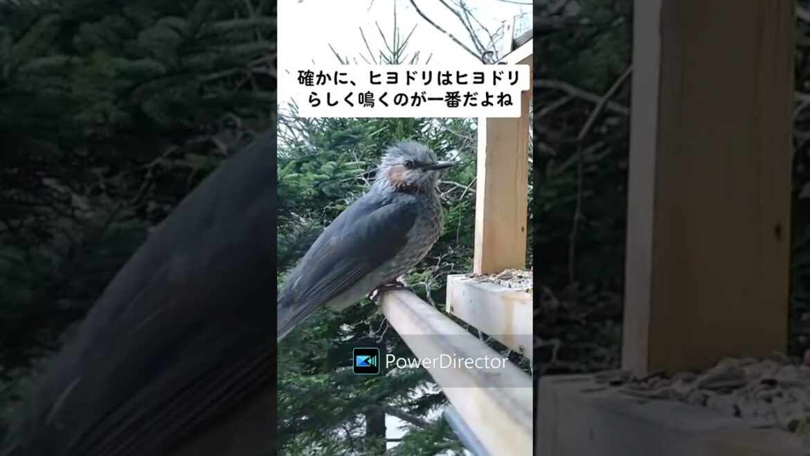 北海道野鳥ショート動画まとめ#017 ~野鳥のほのぼの日常~ 北海道野鳥ショート動画まとめ#017 ~野鳥のほのぼの日常~